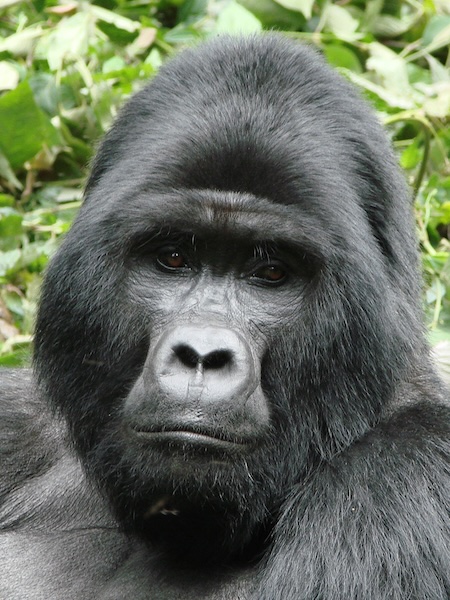 Gorilla